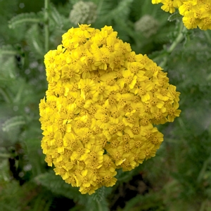 Achillea Desert Eve Yellow